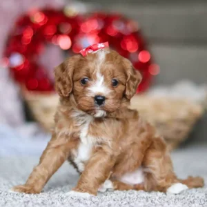 cavapoo dogs for sale