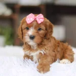 puppy cavapoos for sale