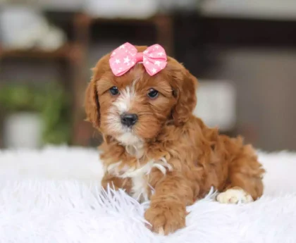 puppy cavapoos for sale