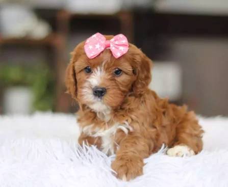puppy cavapoos for sale
