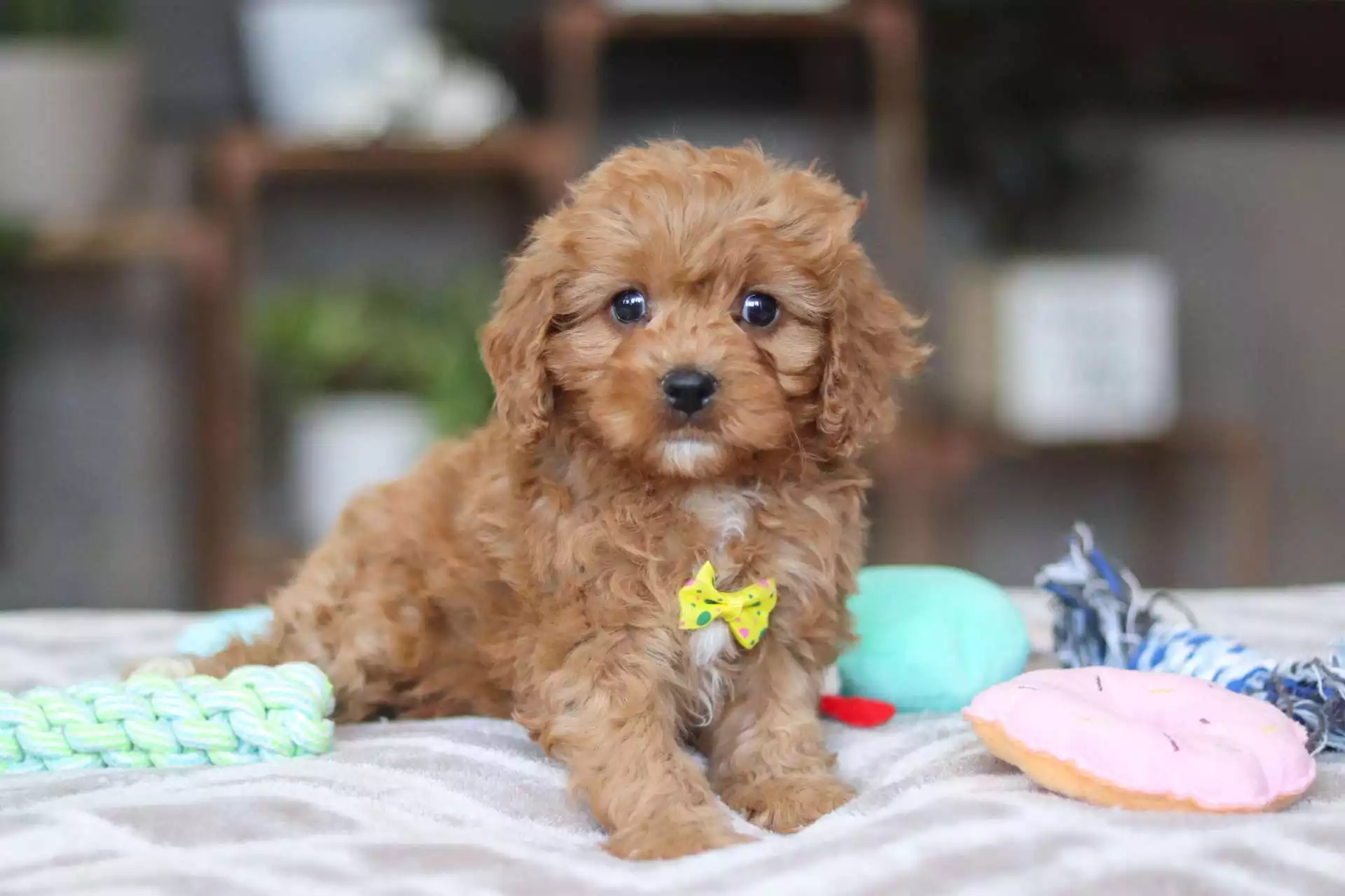Adorable Cavapoo puppies