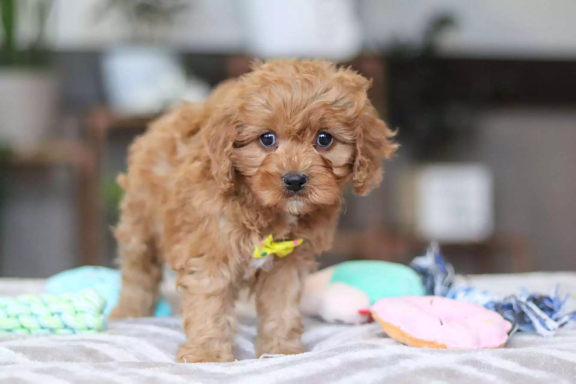 cavapoo breeder