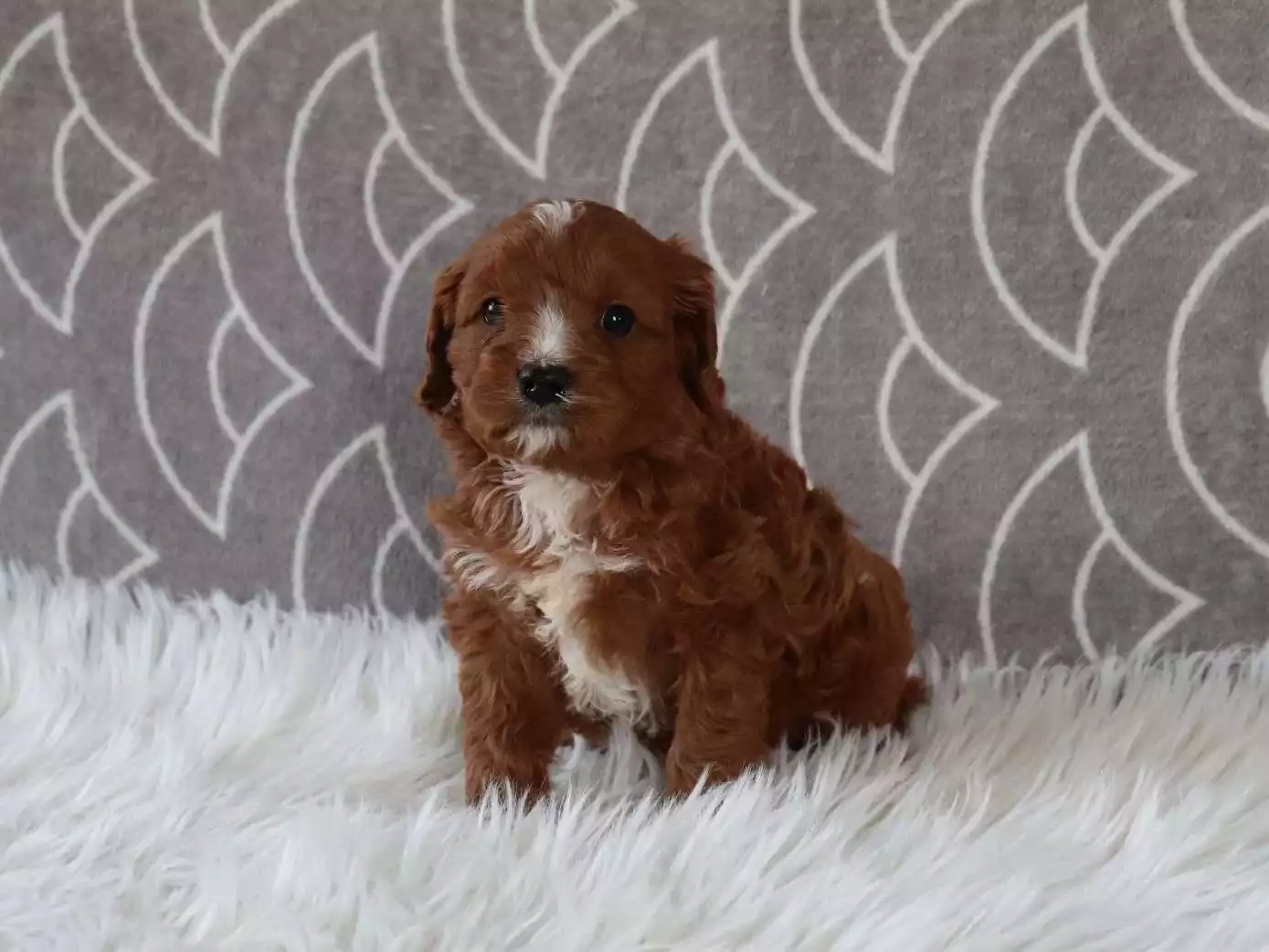 Cavapoo - Everest ( M ) - Image 2