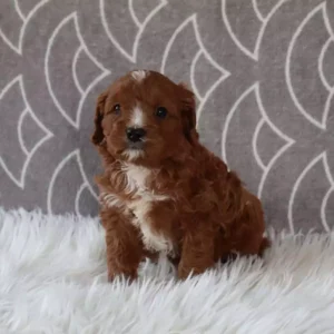 cavapoos for sale