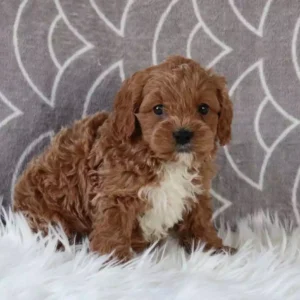 cavapoo adult