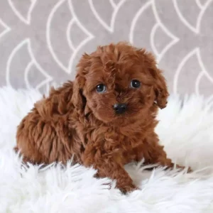 red cavapoo puppy