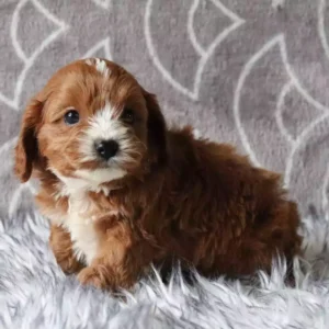 toy cavapoo