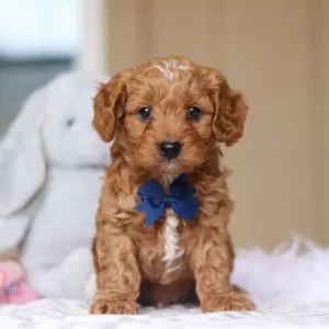 cavapoo vs cockapoo