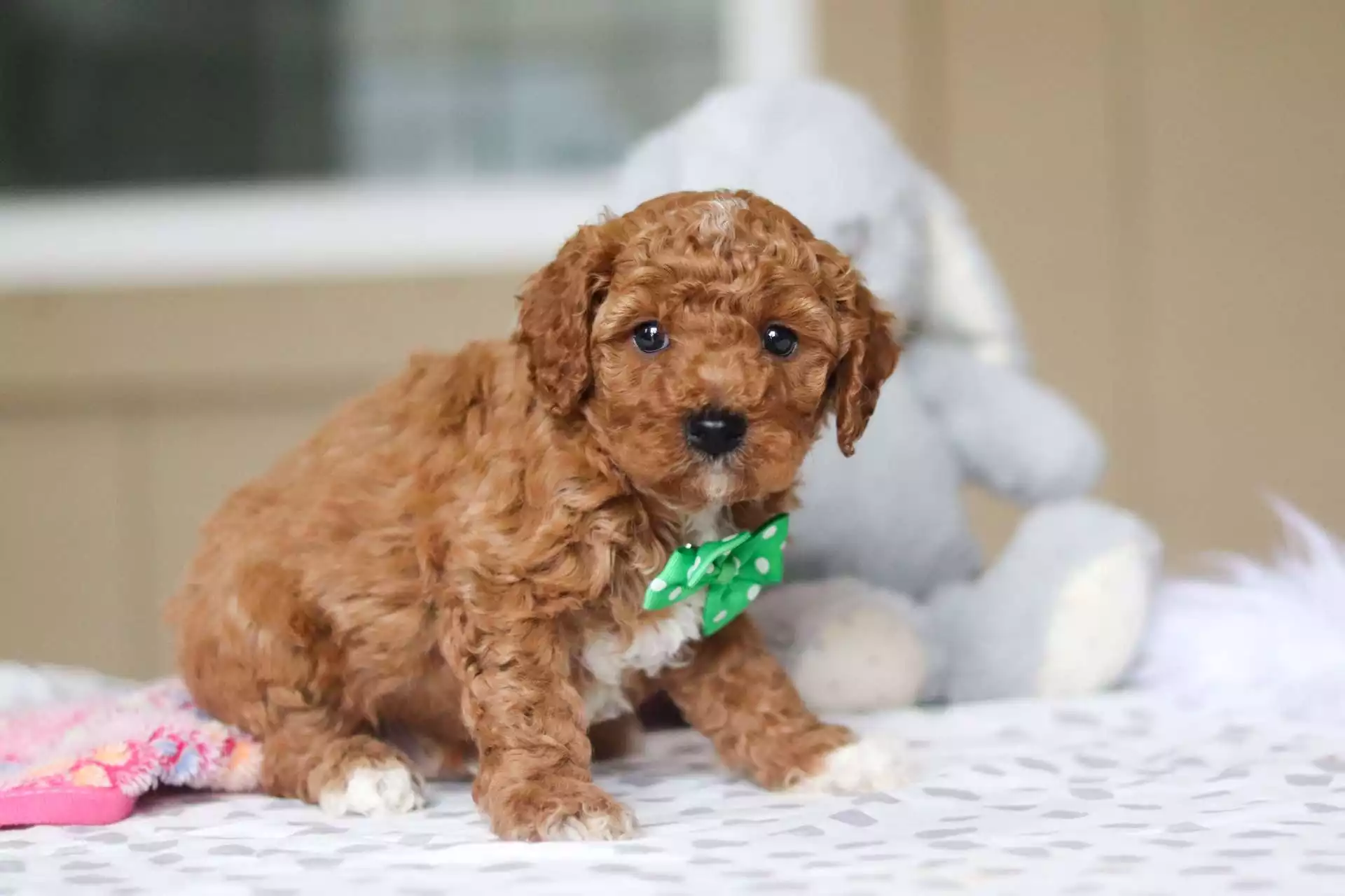 f1 cavapoo puppies for sale