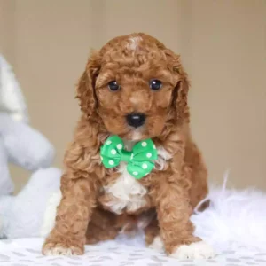 buy cavapoo puppy,