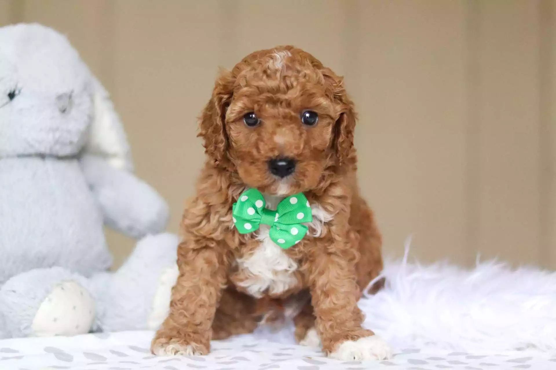 buy cavapoo puppy,