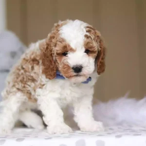 f1 cavapoo puppy for sale