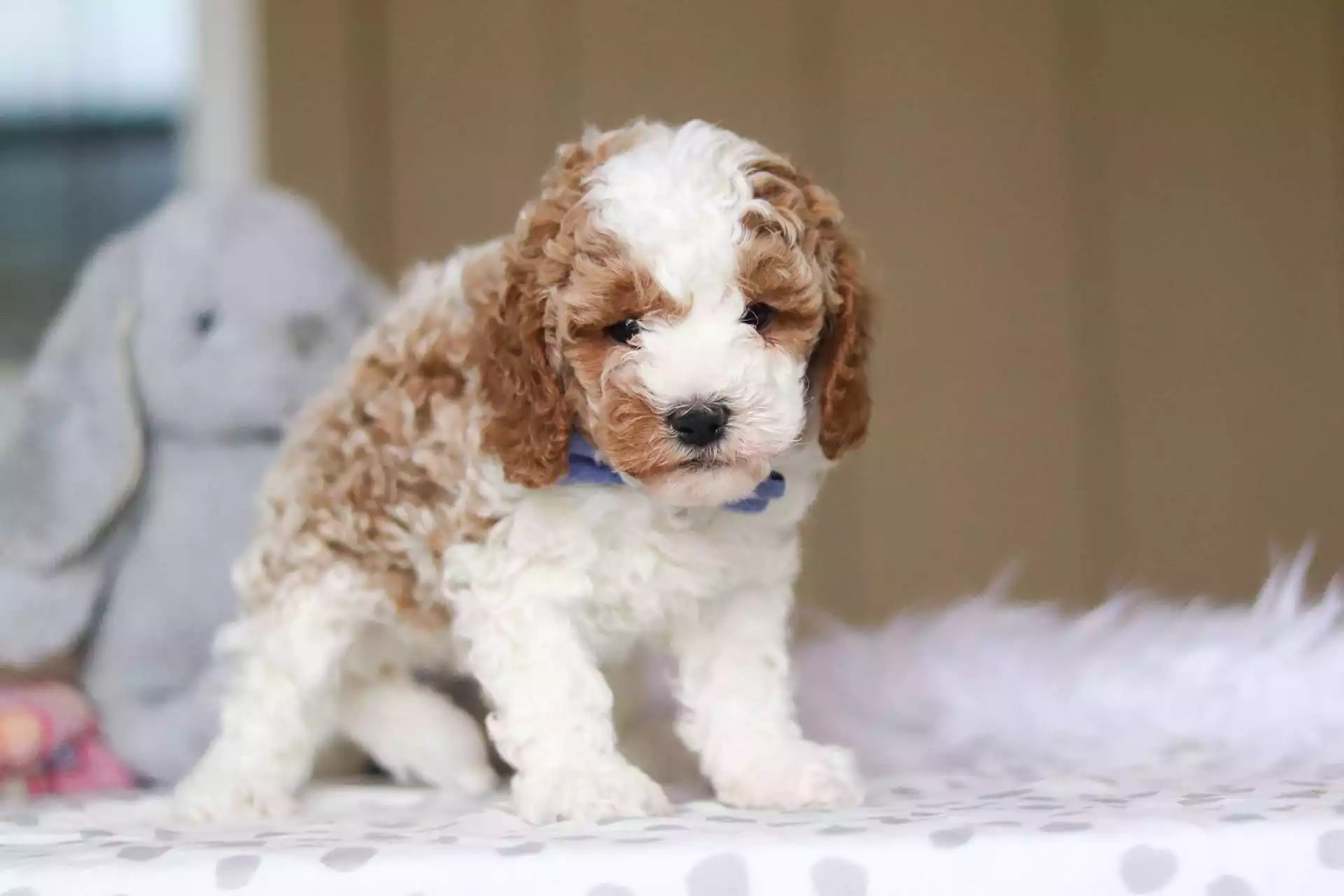 f1 cavapoo puppy for sale