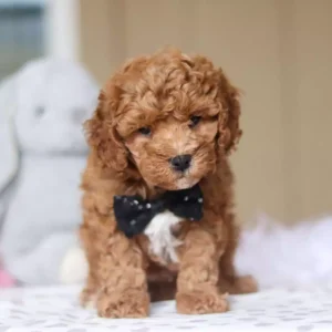 cavapoo breeders