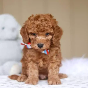 Cavapoo - Omar ( M )