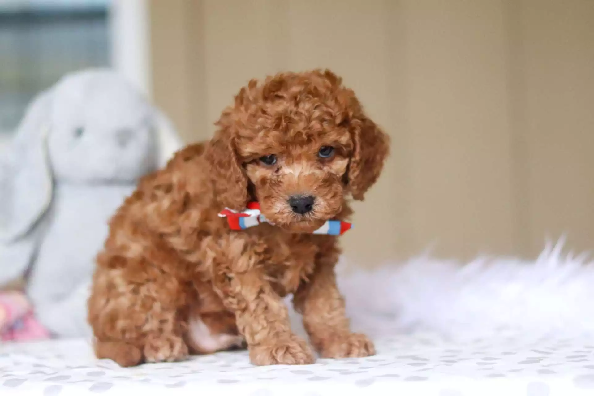 cavapoo lifespan