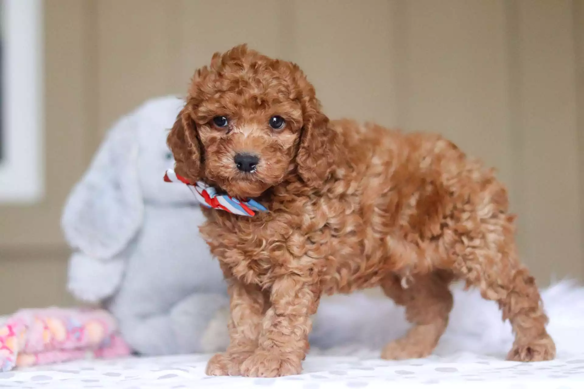 cavapoo puppies near me
