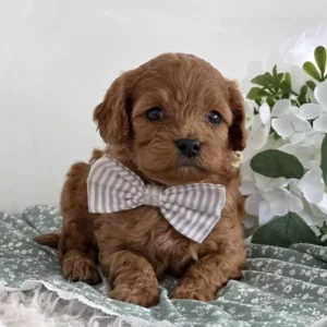 cavapoo dogs temperament