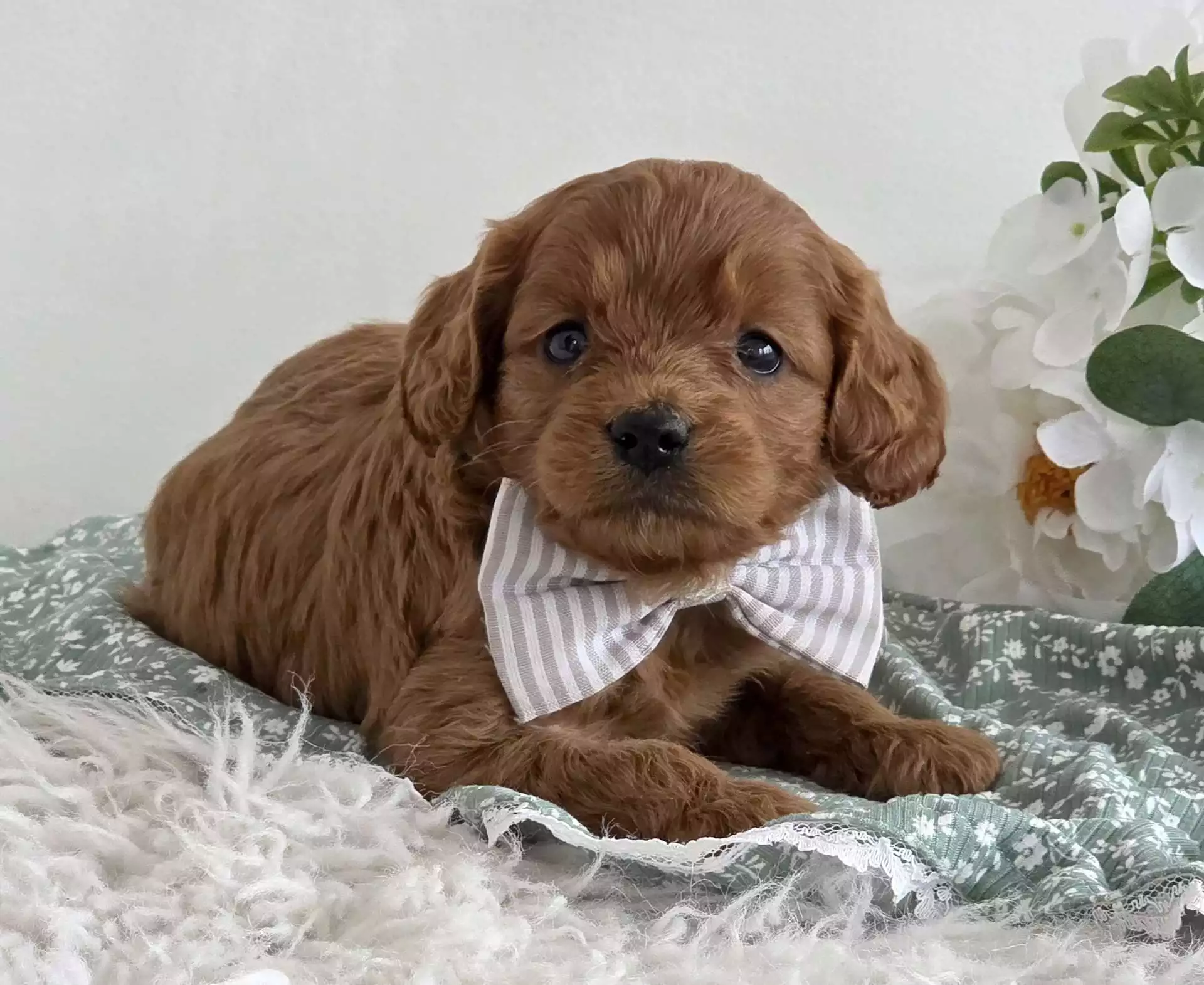 Cavapoo - Lego ( M ) - Image 2