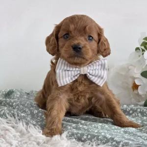 buy cavapoo puppy