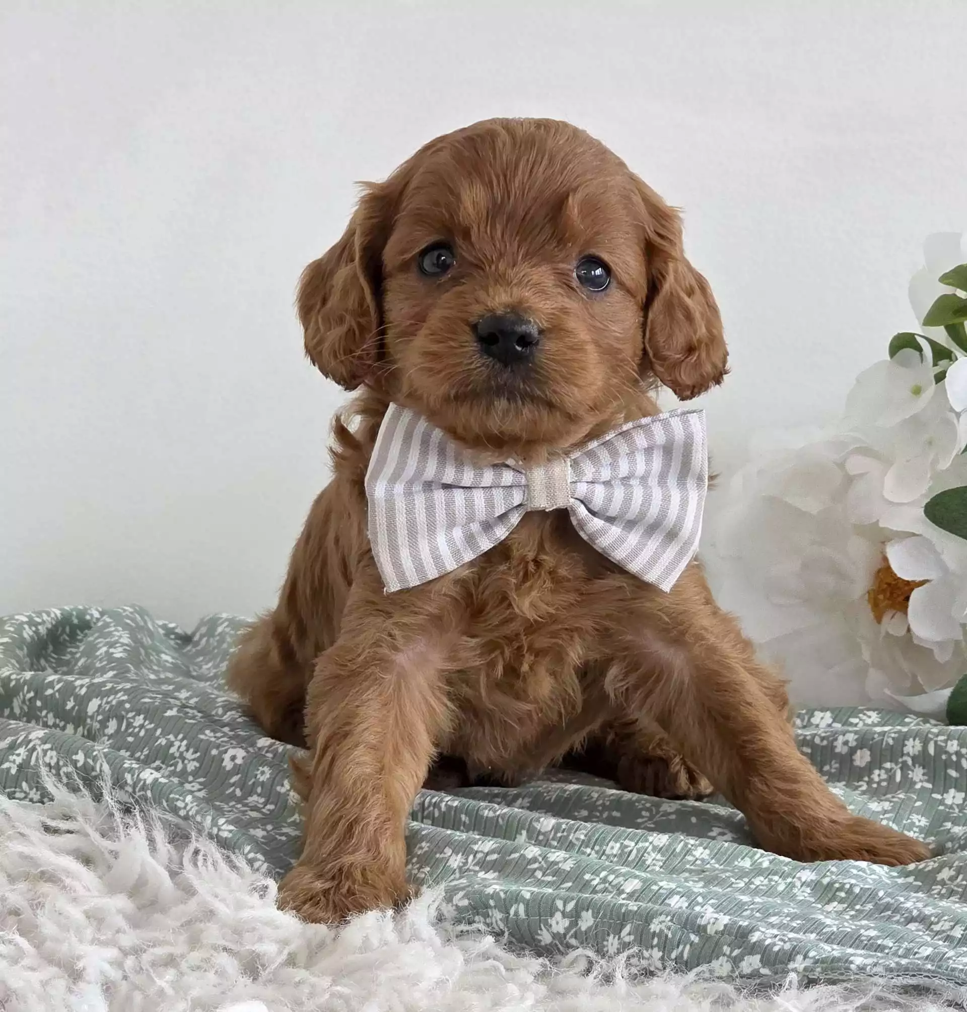 buy cavapoo puppy