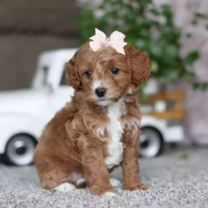 cavapoo dogs for sale