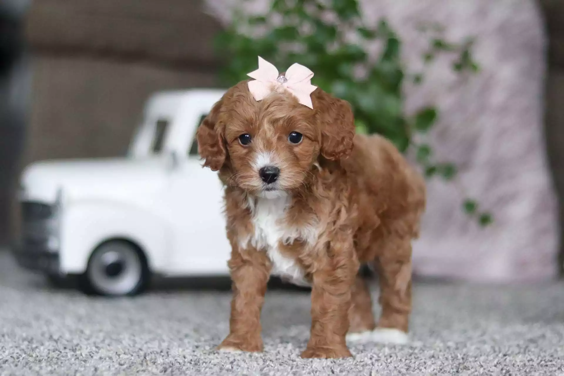 apricot cavapoo puppy