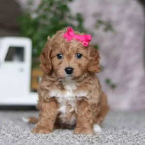 buy adorable Cavapoo puppies