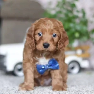 how big do cavapoos get