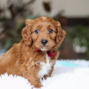cavapoo breeders