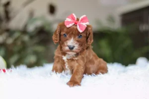 Cavapoo puppies