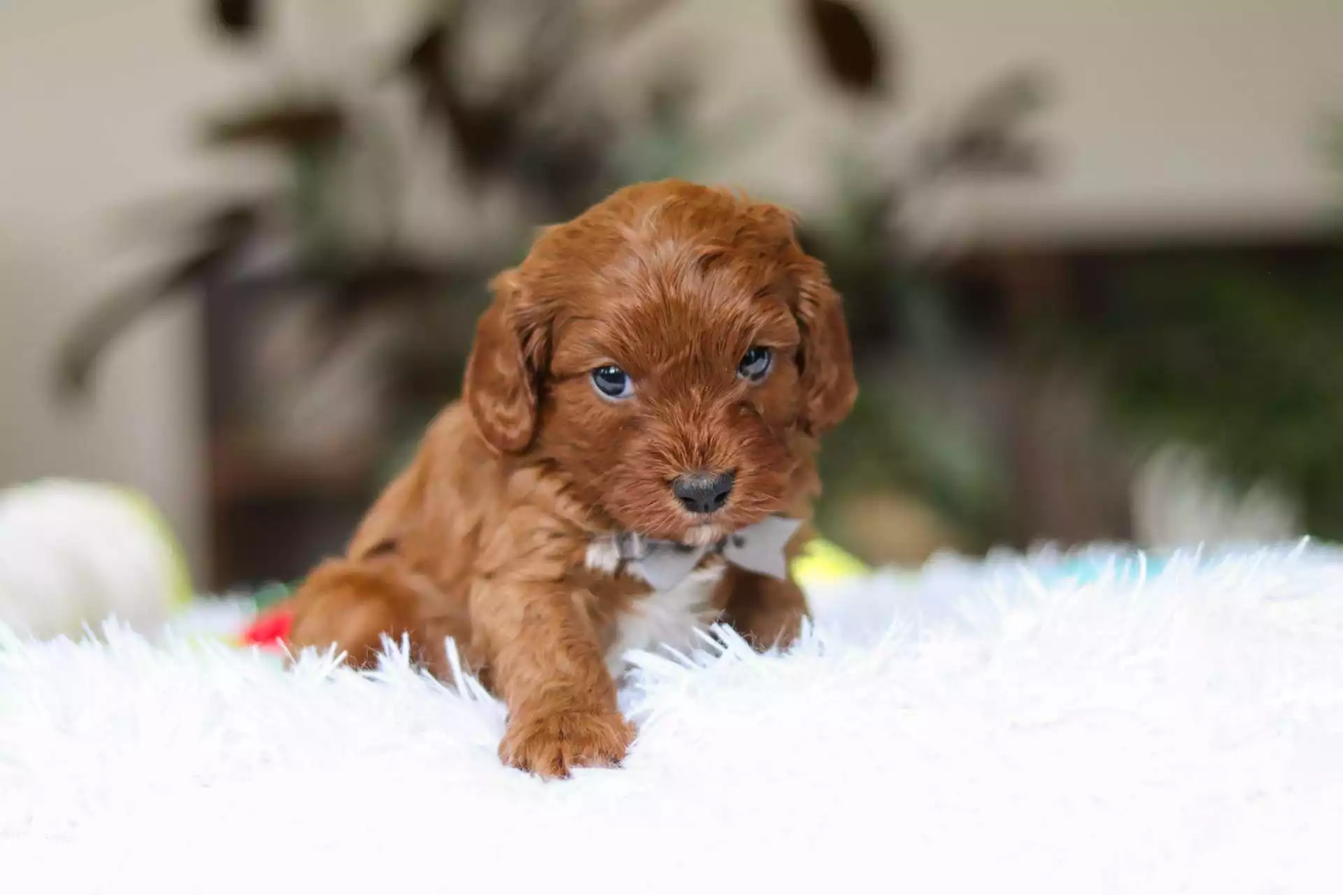 toy cavapoo for sale