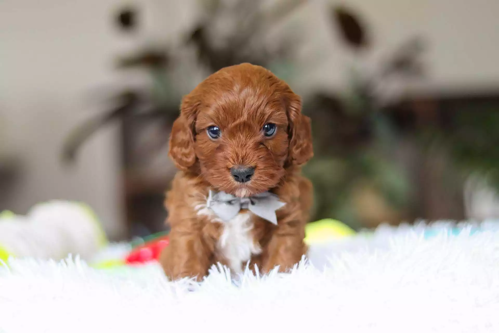 Cavapoo - Pepper ( M )