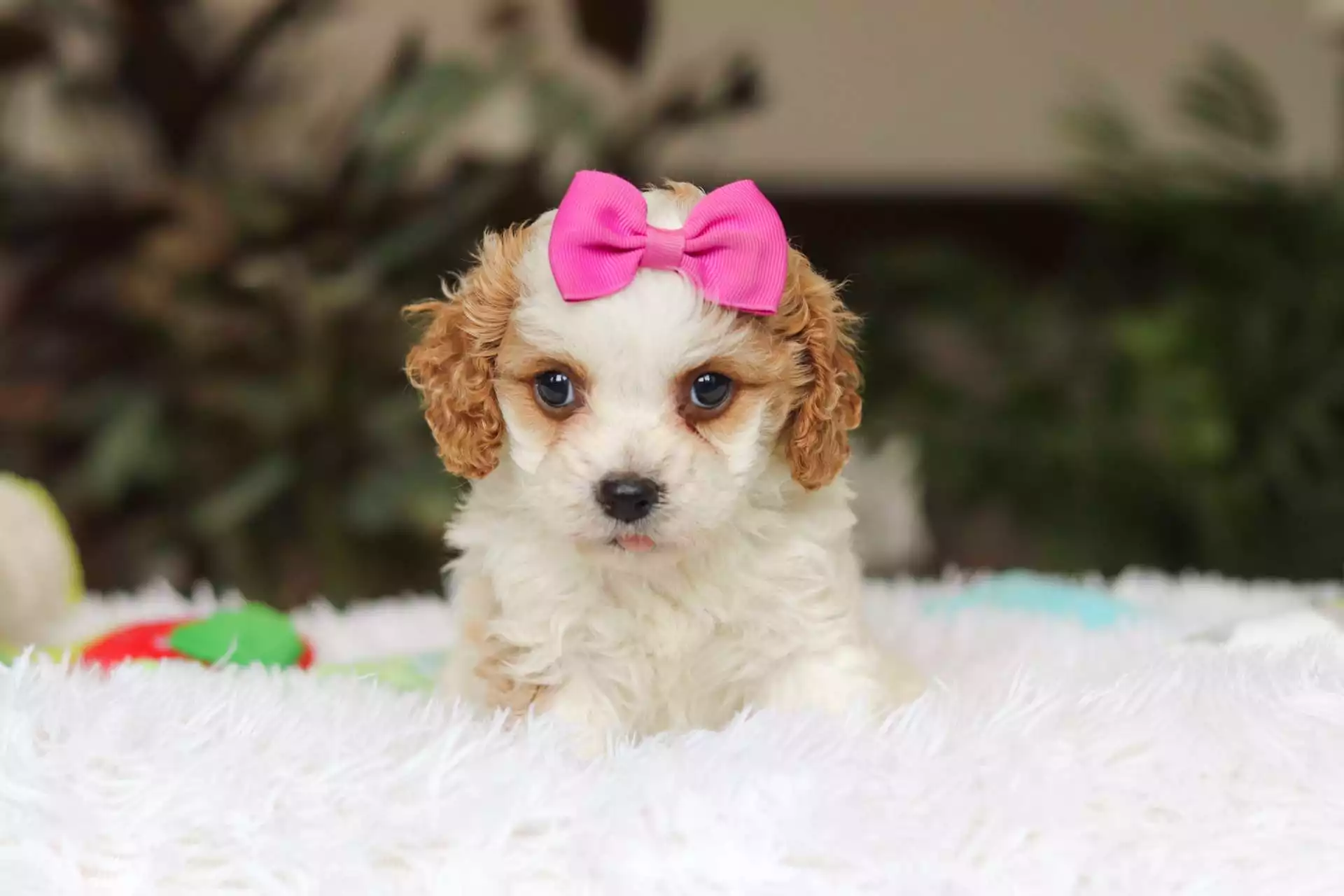 Cavapoo - Iris ( F ) - Image 2