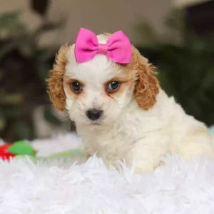 breeders of cavapoo puppies