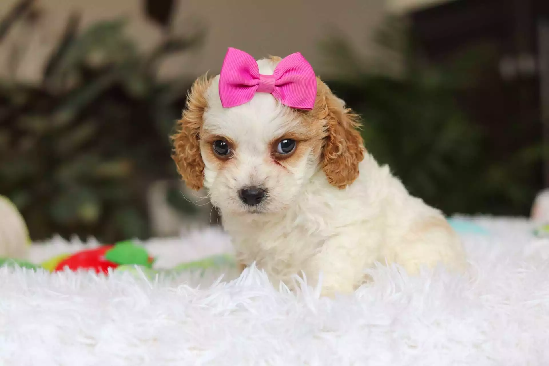 breeders of cavapoo puppies