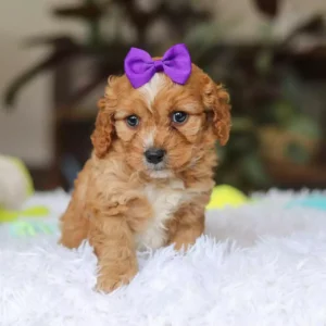 apricot cavapoo puppy
