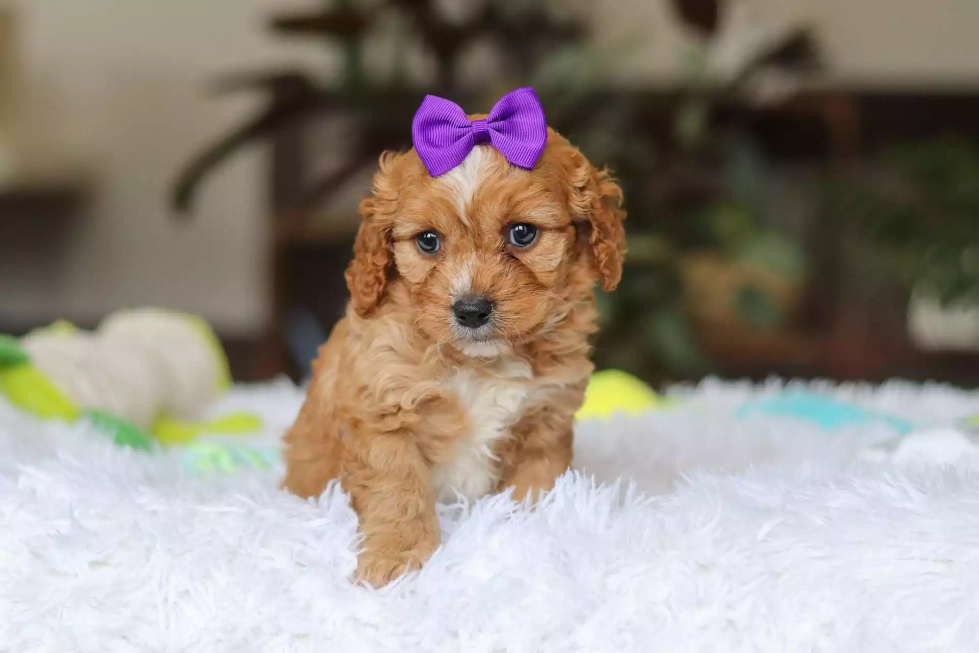 apricot cavapoo puppy
