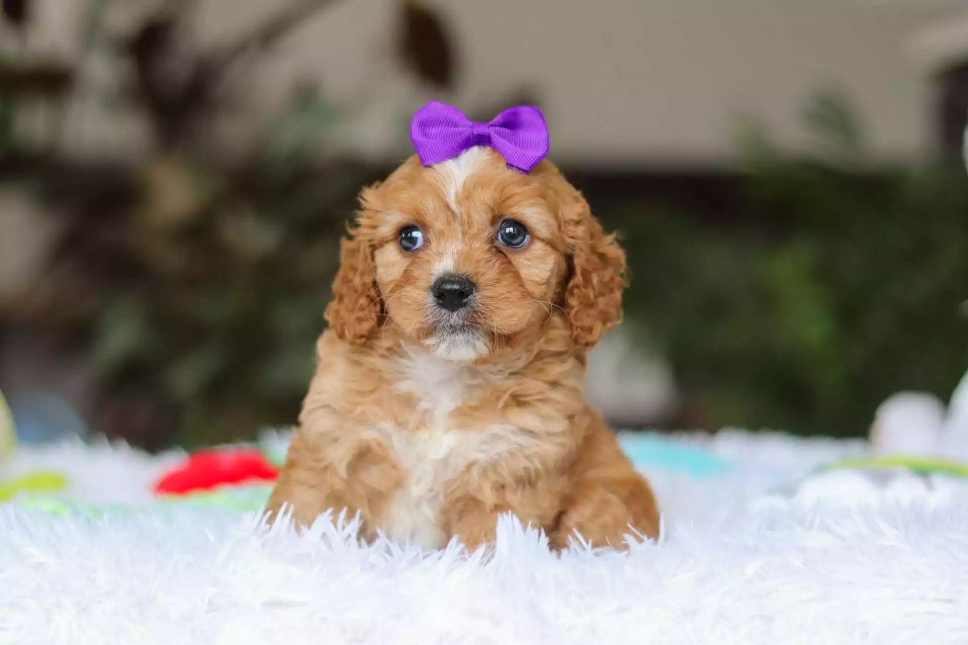 F1 Cavapoo