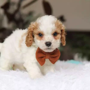 toy cavapoo for sale