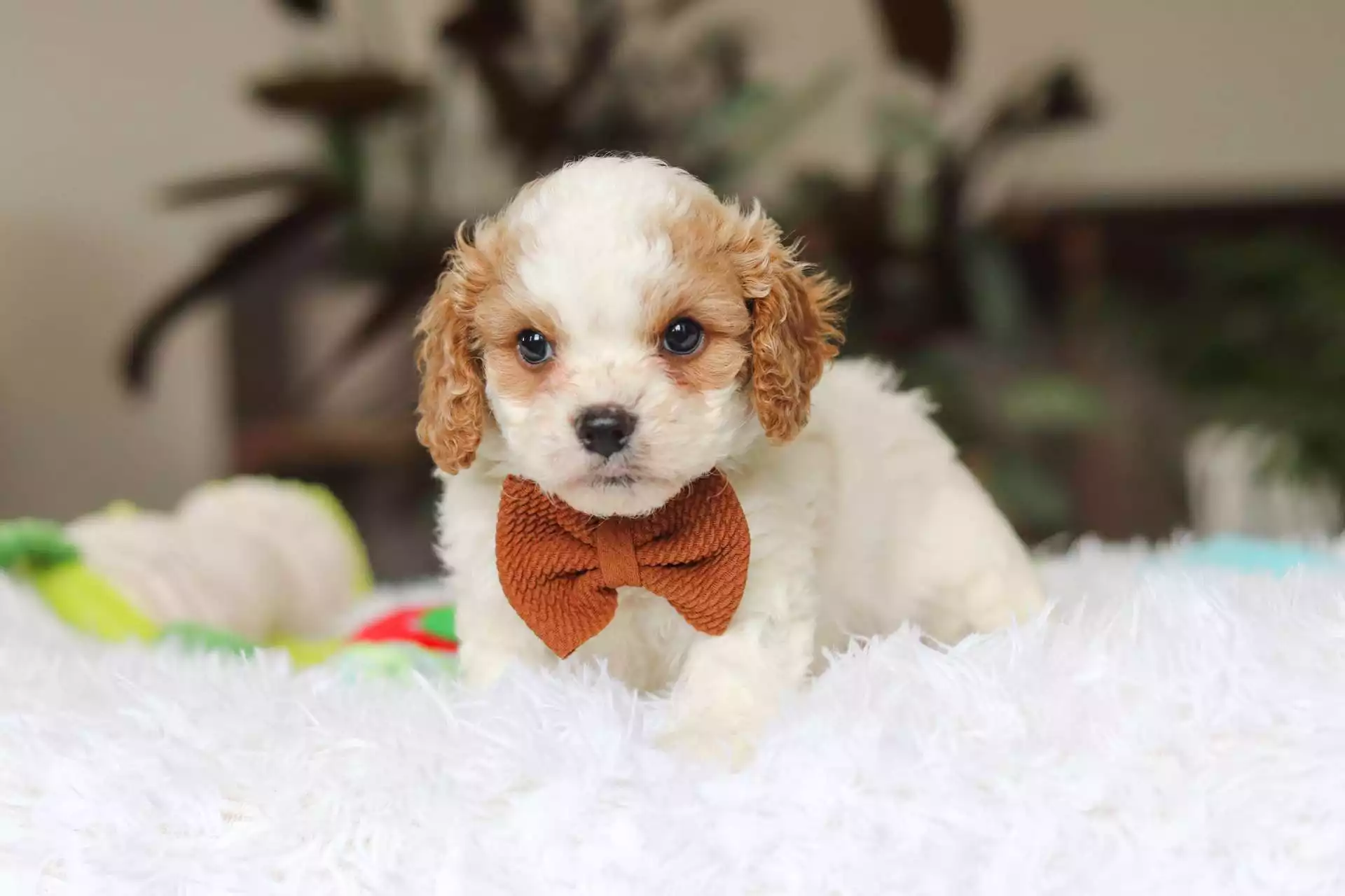 Cavapoo - Ash ( M ) - Image 2