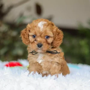 cavapoo puppies near me