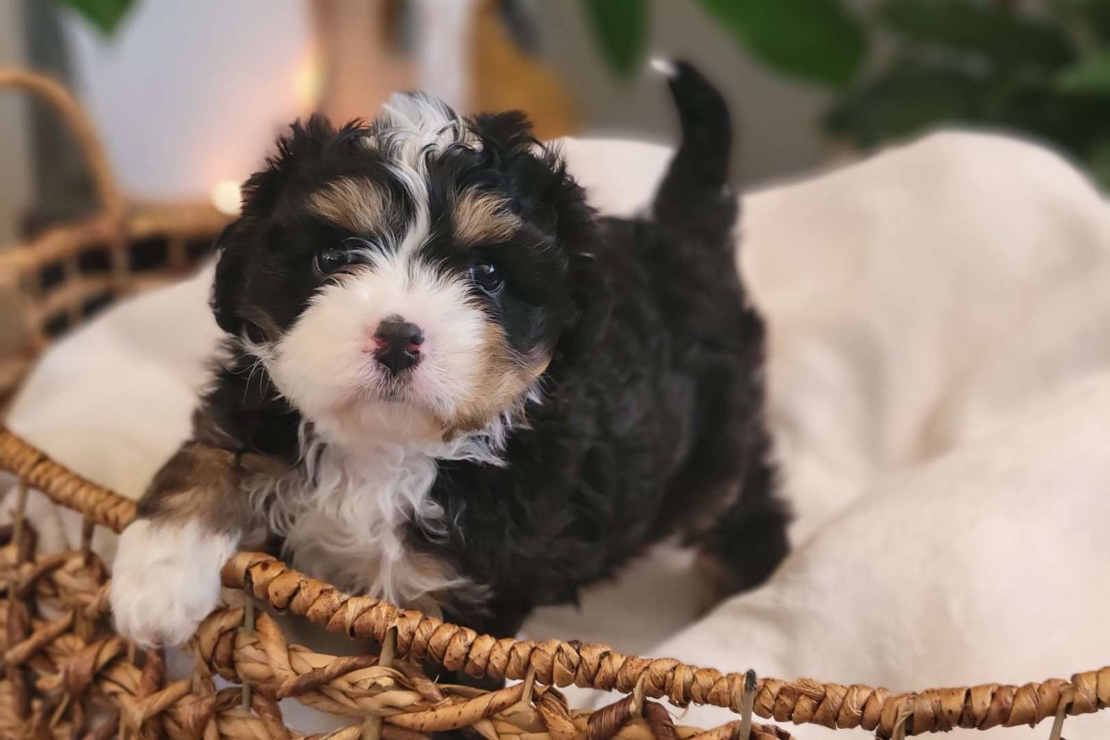 cavapoo puppy breeders