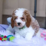 F1B Cavapoo