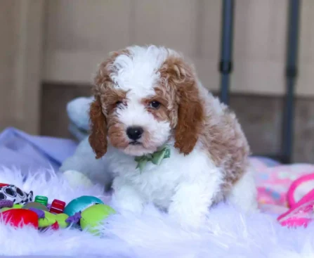 F1B Cavapoo