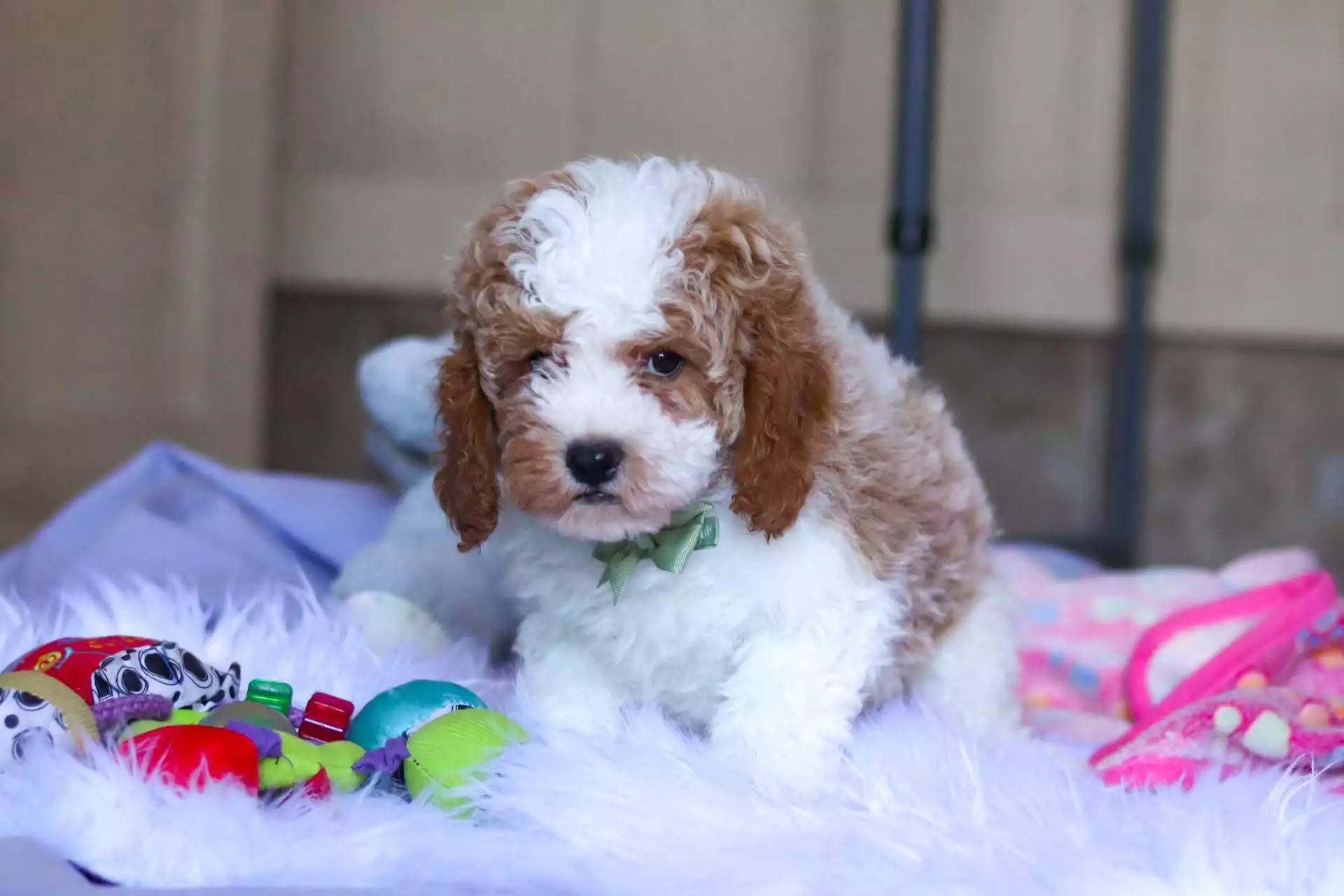 F1B Cavapoo