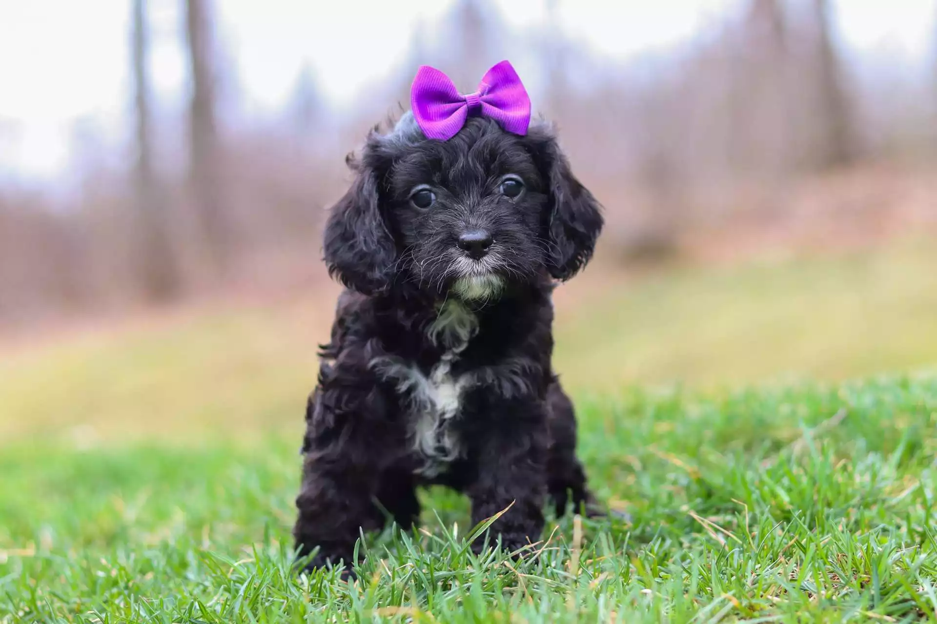 puppy cavapoos for sale