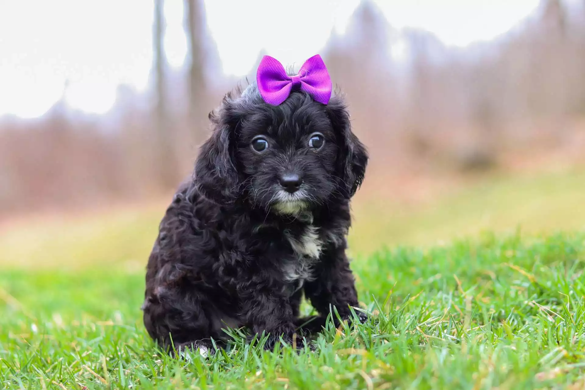 cavapoo puppies for sale