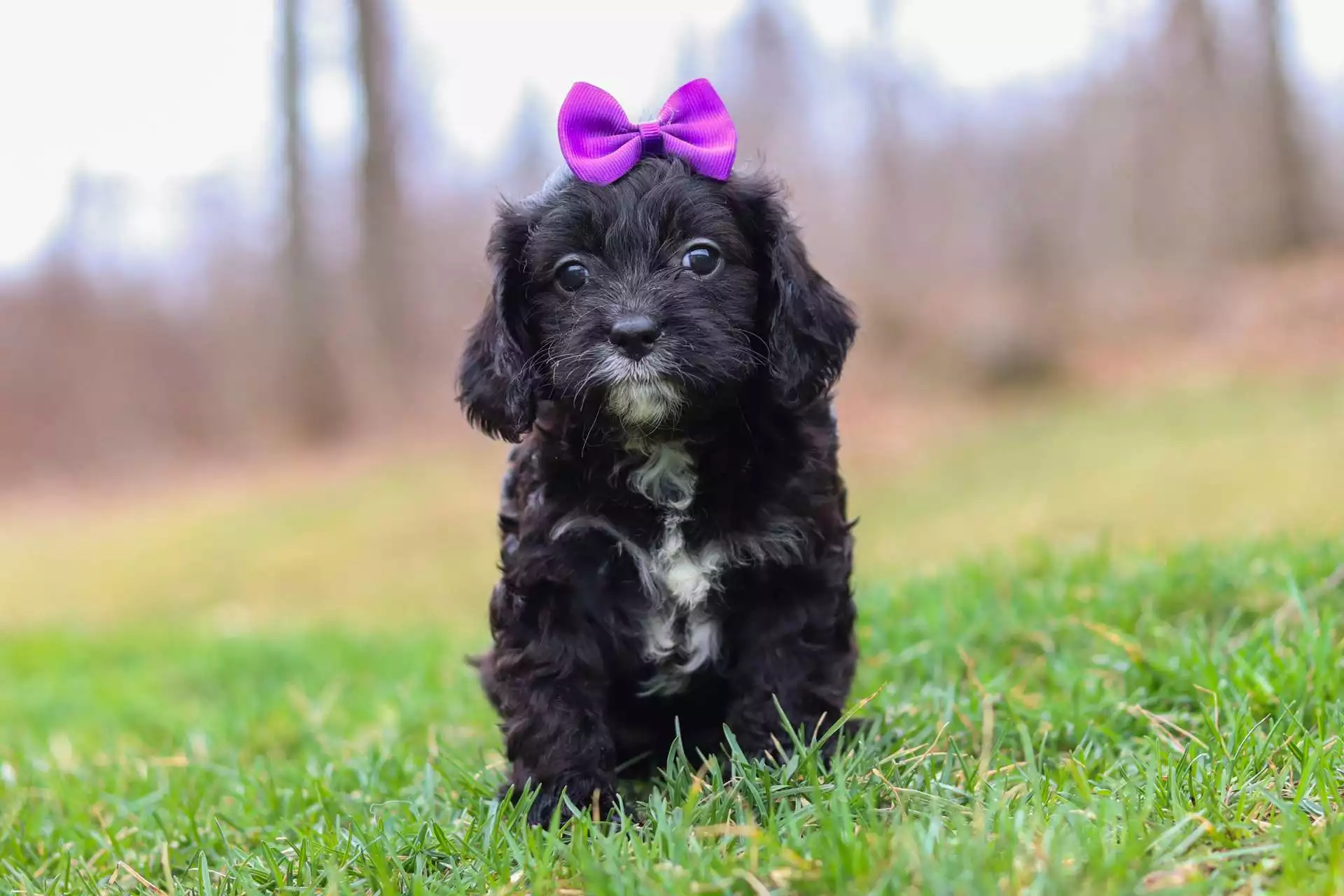 cavapoo puppies for sale near me