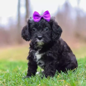 aussiedoodle